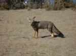 Fuchs