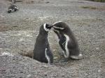 Pinguinkuss