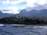 Kormorane