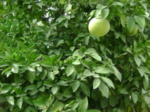 Orangenbaum am Straßenrand