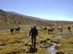 Auf der Jagd nach Lamas