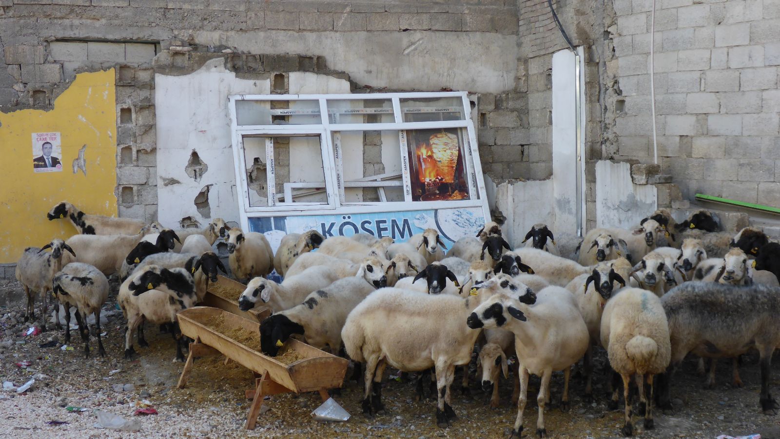 Schafe für das Opferfest