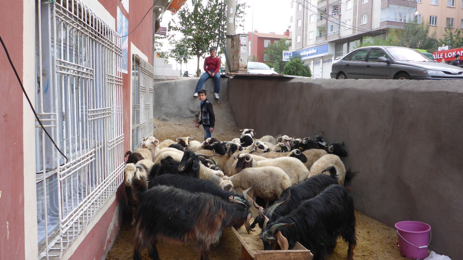 Schächten - Schafe kurz vor dem Verkauf