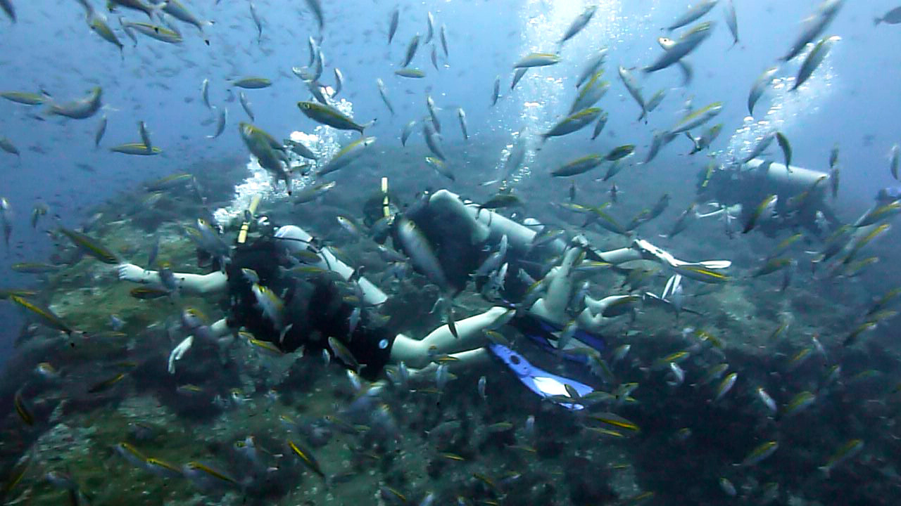Tauchen auf Ko Tao zwischen hunderten Fischen