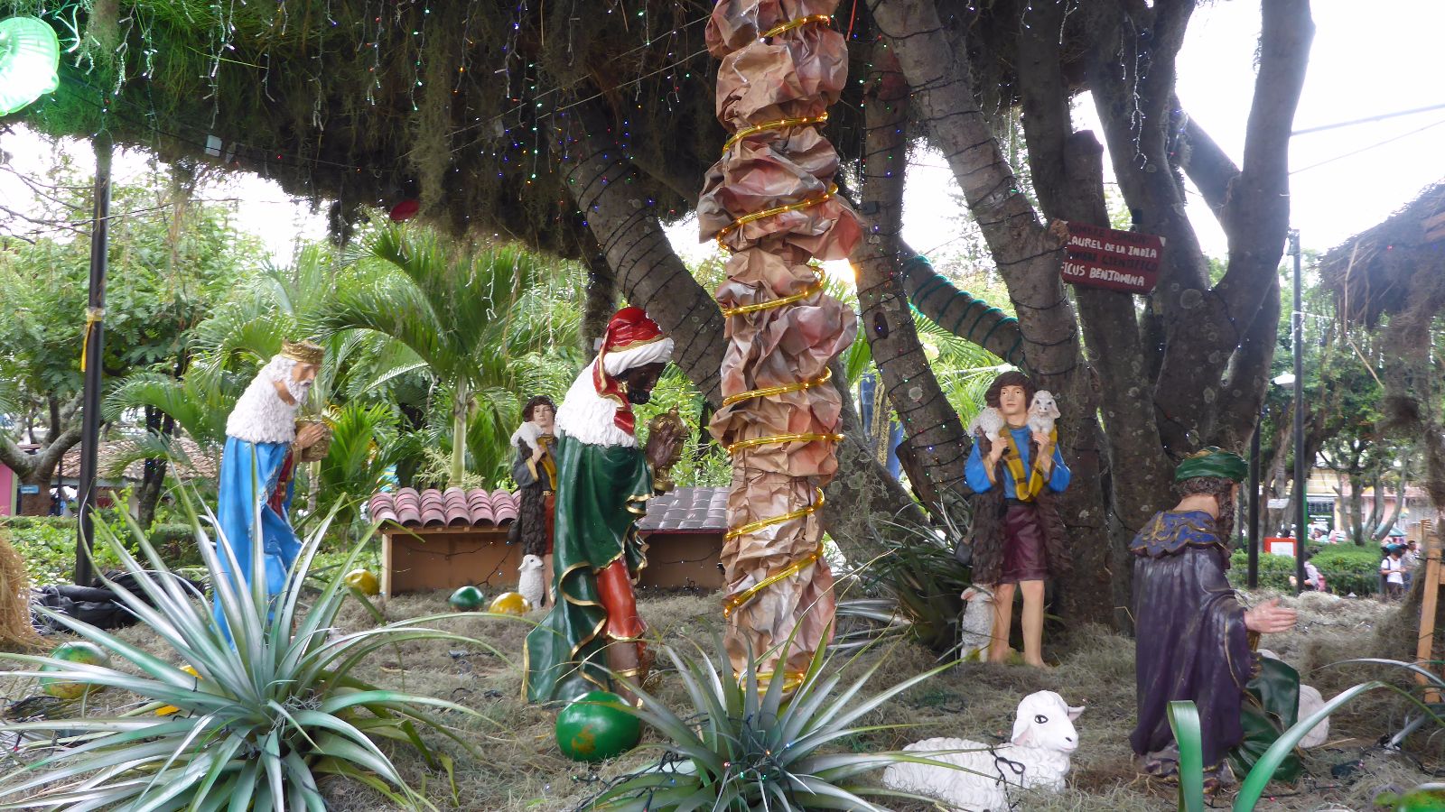 Weihnachtsgrippe unter Palmen in Matagalpa