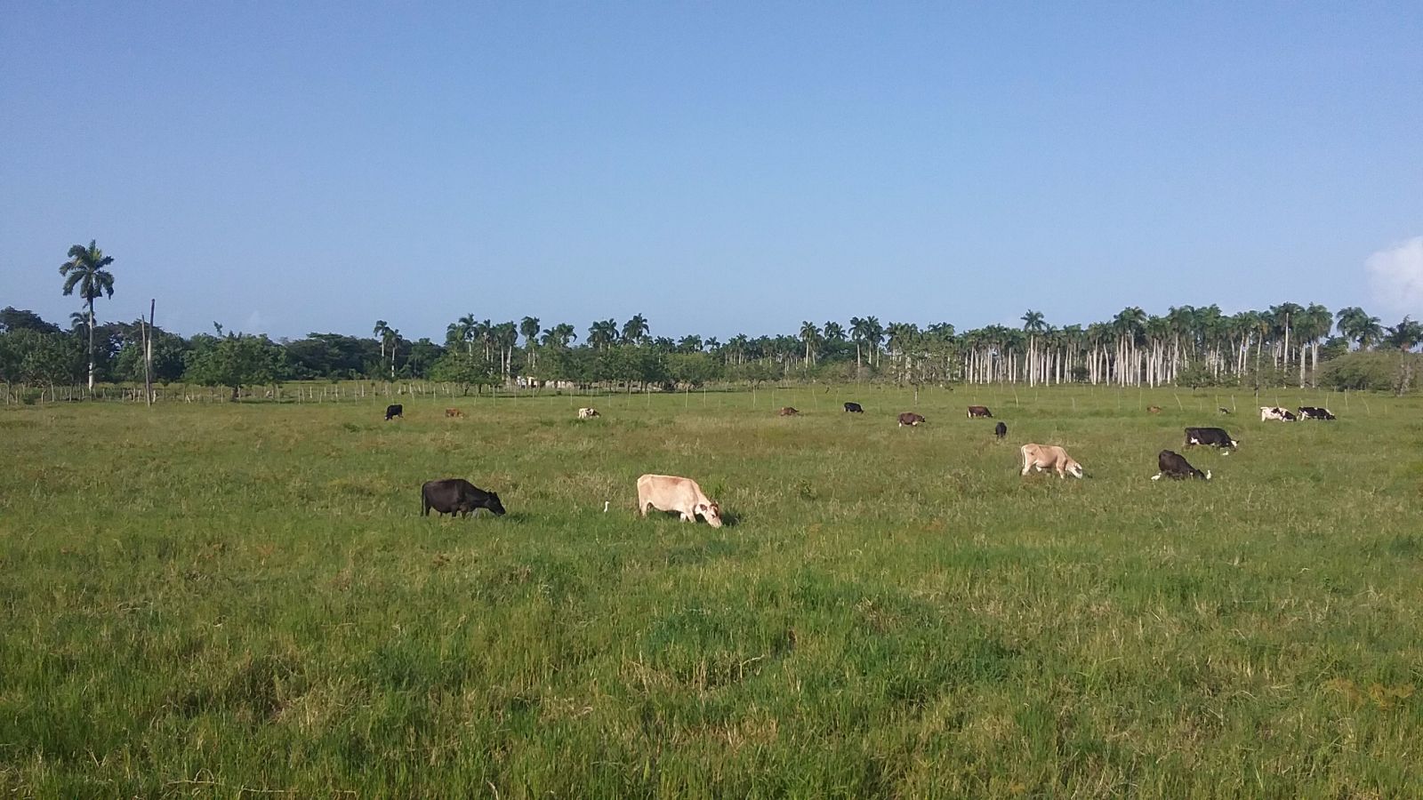 Kühe unter Palmen