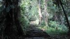 Stufen zur Ciudad Perdida