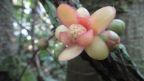 Blüte im Dschungel