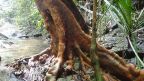 Rotes Holz