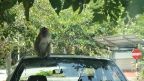 Affe auf dem Auto