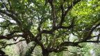 Krasser Baum