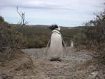 500.000 Pinguine in Punta Tombo