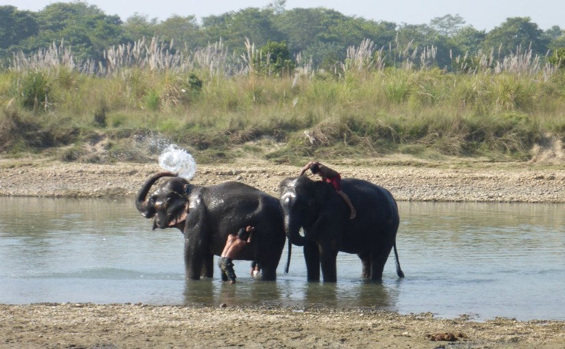 Chitwan Nationalpark – Mitten im Dschungel